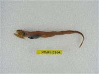 藏品(小鰭鎌齒魚)的圖片